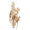 Currey and Company Lighting Currey and Company Aviary Swedish Gold Sconce 5000-0281